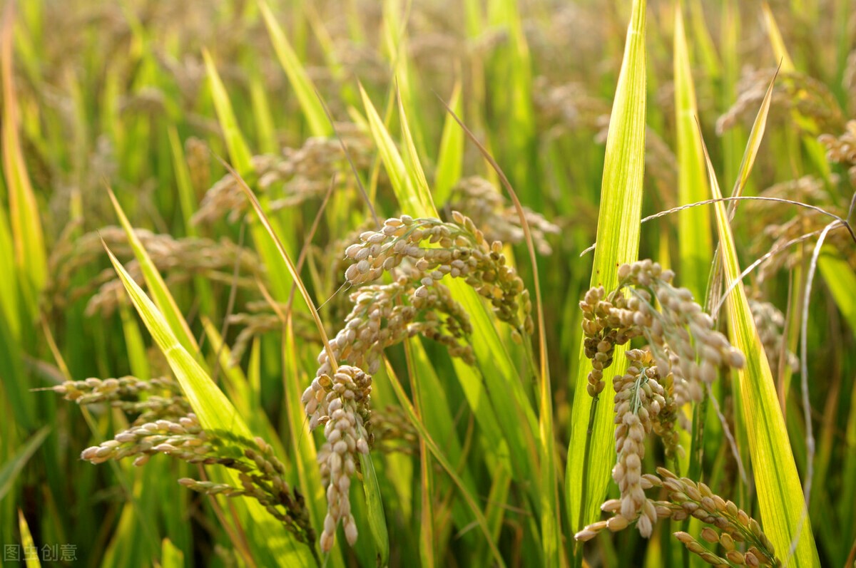 國際大宗農產品價格跌宕起伏，經濟日報：謹防水稻金融化危及糧食安全	